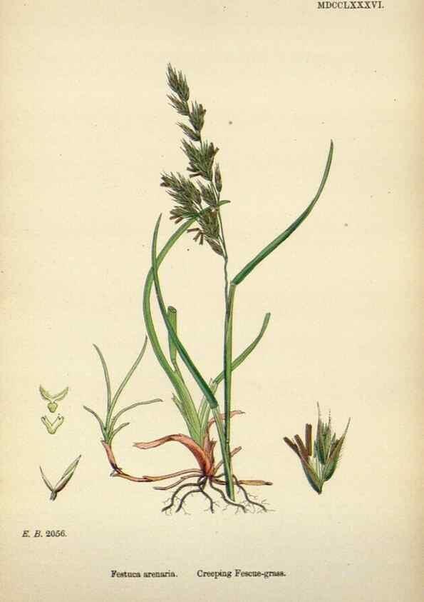 Reproducción/Reproduction 48750617642: English botany, or, Coloured figures of British plants /. London :R. Hardwicke,1863-1886.. 