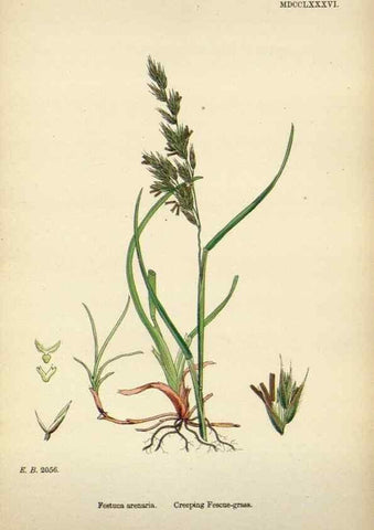 Reproducción/Reproduction 48750617642: English botany, or, Coloured figures of British plants /. London :R. Hardwicke,1863-1886.. 