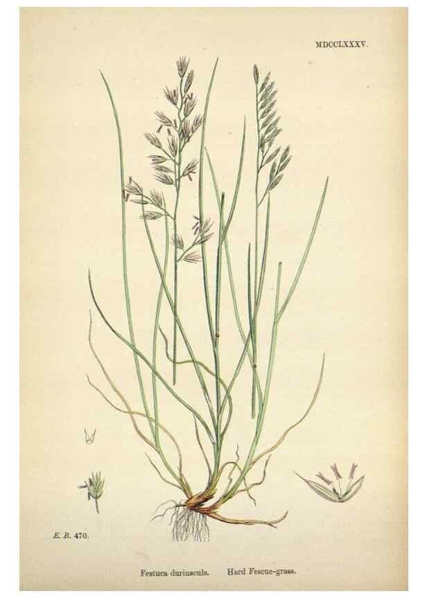 Reproducción/Reproduction 48750617332: English botany, or, Coloured figures of British plants /. London :R. Hardwicke,1863-1886.. 