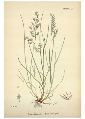 Reproducción/Reproduction 48750617332: English botany, or, Coloured figures of British plants /. London :R. Hardwicke,1863-1886.. 