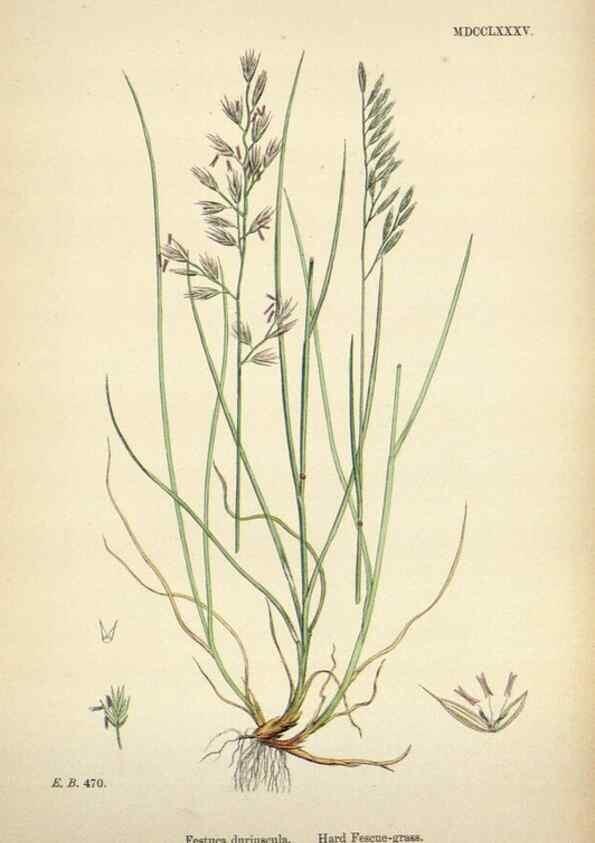 Reproducción/Reproduction 48750617332: English botany, or, Coloured figures of British plants /. London :R. Hardwicke,1863-1886.. 