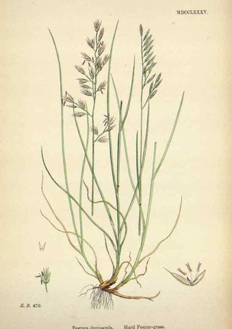 Reproducción/Reproduction 48750617332: English botany, or, Coloured figures of British plants /. London :R. Hardwicke,1863-1886.. 
