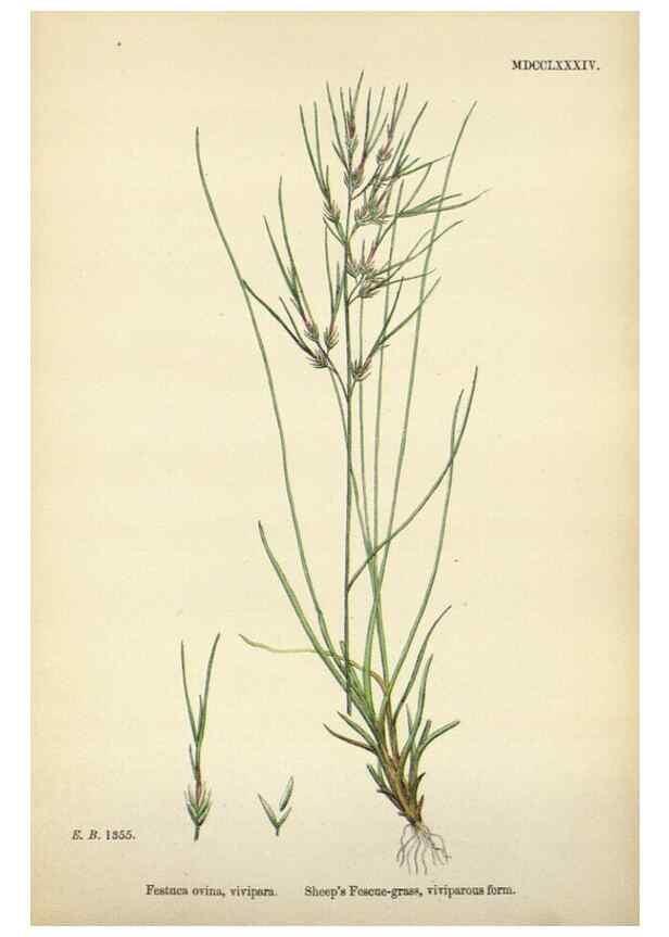 Reproducción/Reproduction 48750100843: English botany, or, Coloured figures of British plants /. London :R. Hardwicke,1863-1886.. 