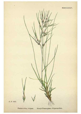 Reproducción/Reproduction 48750100843: English botany, or, Coloured figures of British plants /. London :R. Hardwicke,1863-1886.. 