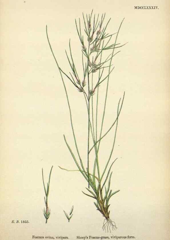 Reproducción/Reproduction 48750100843: English botany, or, Coloured figures of British plants /. London :R. Hardwicke,1863-1886.. 