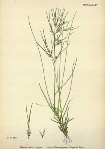 Reproducción/Reproduction 48750100843: English botany, or, Coloured figures of British plants /. London :R. Hardwicke,1863-1886.. 