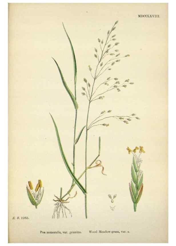 Reproducción/Reproduction 48750095433: English botany, or, Coloured figures of British plants /. London :R. Hardwicke,1863-1886.. 