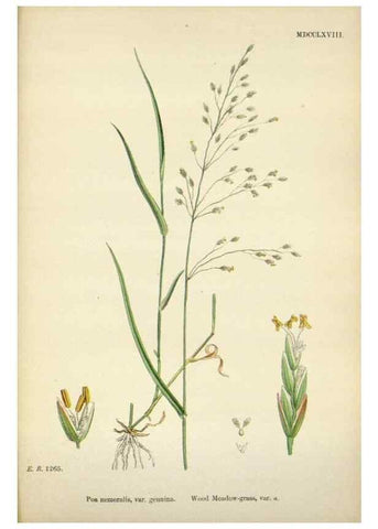 Reproducción/Reproduction 48750095433: English botany, or, Coloured figures of British plants /. London :R. Hardwicke,1863-1886.. 