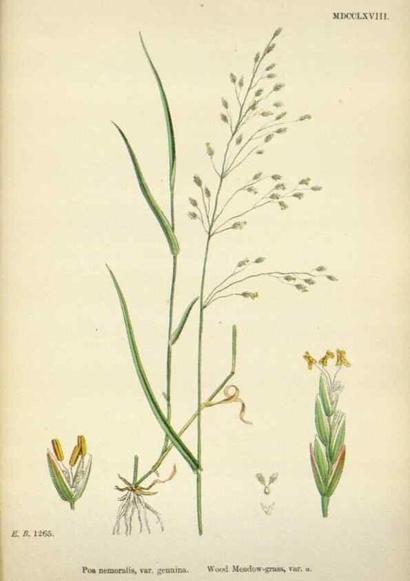 Reproducción/Reproduction 48750095433: English botany, or, Coloured figures of British plants /. London :R. Hardwicke,1863-1886.. 