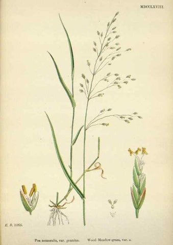 Reproducción/Reproduction 48750095433: English botany, or, Coloured figures of British plants /. London :R. Hardwicke,1863-1886.. 
