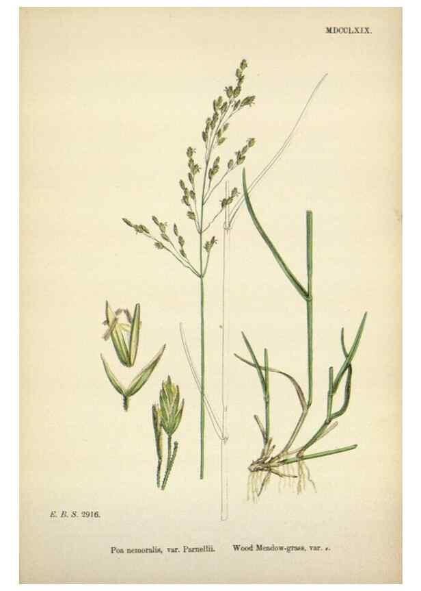 Reproducción/Reproduction 48750095718: English botany, or, Coloured figures of British plants /. London :R. Hardwicke,1863-1886.. 