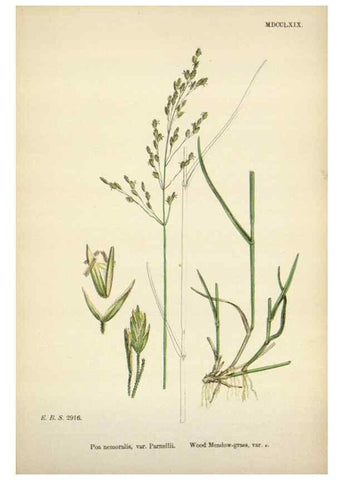 Reproducción/Reproduction 48750095718: English botany, or, Coloured figures of British plants /. London :R. Hardwicke,1863-1886.. 