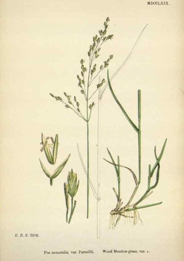 Reproducción/Reproduction 48750095718: English botany, or, Coloured figures of British plants /. London :R. Hardwicke,1863-1886.. 