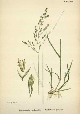Reproducción/Reproduction 48750095718: English botany, or, Coloured figures of British plants /. London :R. Hardwicke,1863-1886.. 