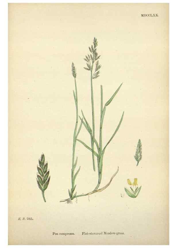 Reproducción/Reproduction 48750612127: English botany, or, Coloured figures of British plants /. London :R. Hardwicke,1863-1886.. 