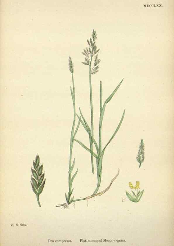 Reproducción/Reproduction 48750612127: English botany, or, Coloured figures of British plants /. London :R. Hardwicke,1863-1886.. 