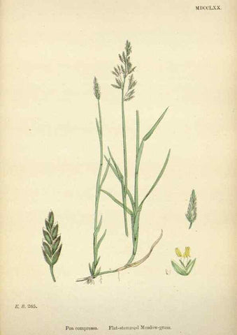 Reproducción/Reproduction 48750612127: English botany, or, Coloured figures of British plants /. London :R. Hardwicke,1863-1886.. 
