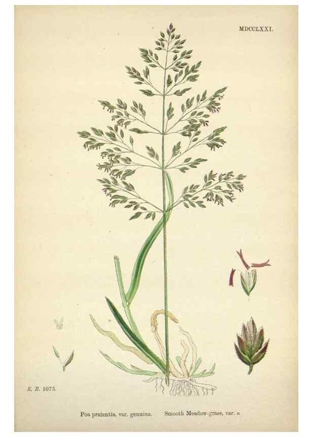 Reproducción/Reproduction 48750096508: English botany, or, Coloured figures of British plants /. London :R. Hardwicke,1863-1886.. 