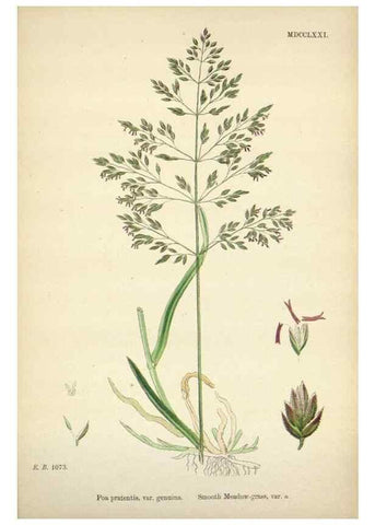 Reproducción/Reproduction 48750096508: English botany, or, Coloured figures of British plants /. London :R. Hardwicke,1863-1886.. 