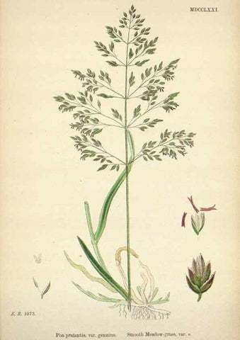 Reproducción/Reproduction 48750096508: English botany, or, Coloured figures of British plants /. London :R. Hardwicke,1863-1886.. 