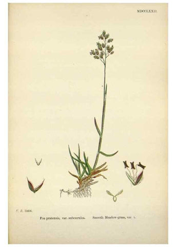 Reproducción/Reproduction 48750424636: English botany, or, Coloured figures of British plants /. London :R. Hardwicke,1863-1886.. 