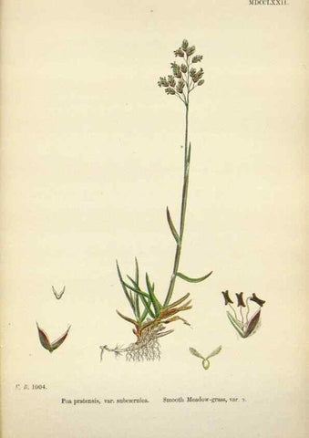 Reproducción/Reproduction 48750424636: English botany, or, Coloured figures of British plants /. London :R. Hardwicke,1863-1886.. 