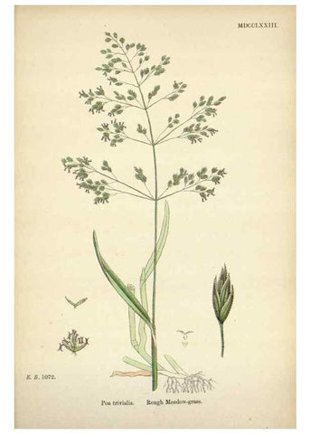 Reproducción/Reproduction 48750425056: English botany, or, Coloured figures of British plants /. London :R. Hardwicke,1863-1886.. 