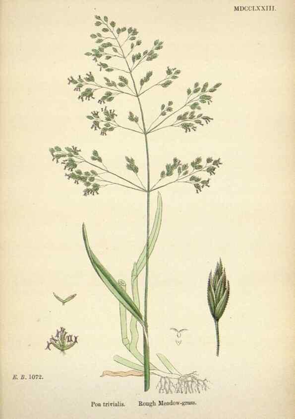 Reproducción/Reproduction 48750425056: English botany, or, Coloured figures of British plants /. London :R. Hardwicke,1863-1886.. 