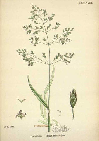 Reproducción/Reproduction 48750425056: English botany, or, Coloured figures of British plants /. London :R. Hardwicke,1863-1886.. 