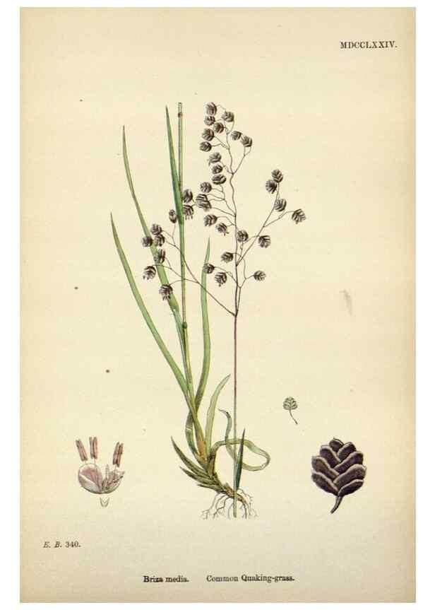 Reproducción/Reproduction 48750425326: English botany, or, Coloured figures of British plants /. London :R. Hardwicke,1863-1886.. 