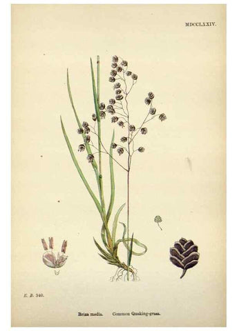 Reproducción/Reproduction 48750425326: English botany, or, Coloured figures of British plants /. London :R. Hardwicke,1863-1886.. 