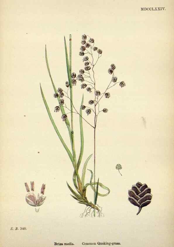 Reproducción/Reproduction 48750425326: English botany, or, Coloured figures of British plants /. London :R. Hardwicke,1863-1886.. 