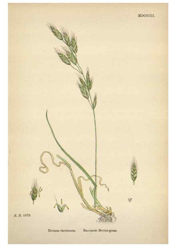 Reproducción/Reproduction 48750106868: English botany, or, Coloured figures of British plants /. London :R. Hardwicke,1863-1886.. 