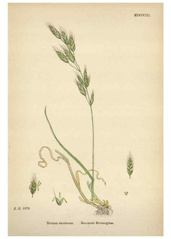 Reproducción/Reproduction 48750106868: English botany, or, Coloured figures of British plants /. London :R. Hardwicke,1863-1886.. 