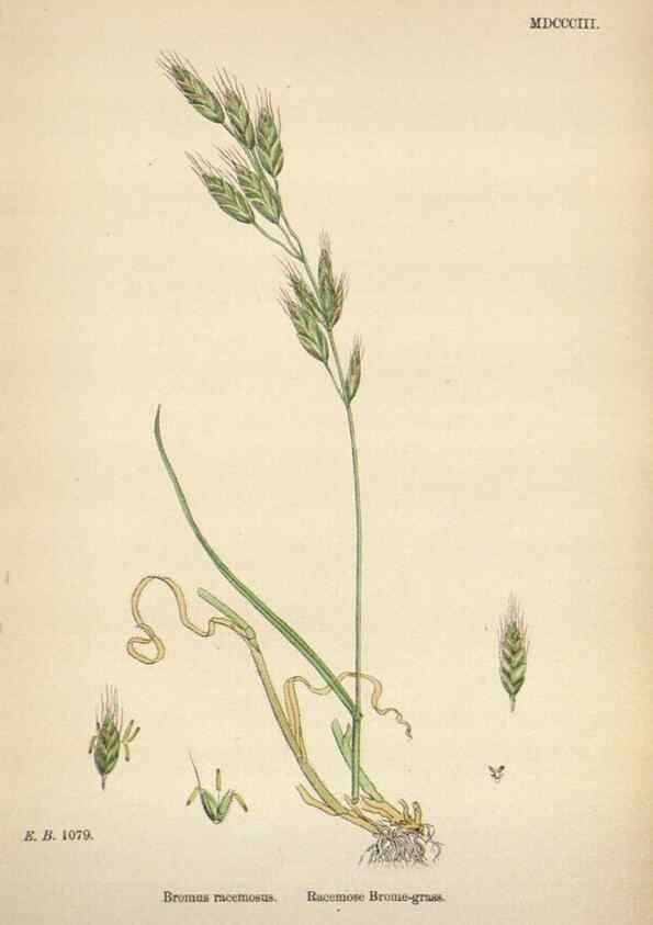Reproducción/Reproduction 48750106868: English botany, or, Coloured figures of British plants /. London :R. Hardwicke,1863-1886.. 