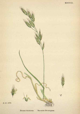 Reproducción/Reproduction 48750106868: English botany, or, Coloured figures of British plants /. London :R. Hardwicke,1863-1886.. 