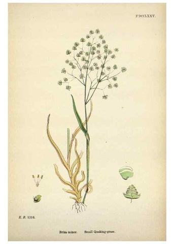 Reproducción/Reproduction 48750098108: English botany, or, Coloured figures of British plants /. London :R. Hardwicke,1863-1886.. 