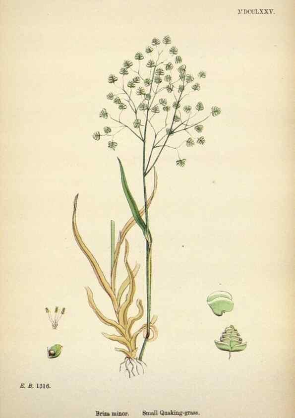 Reproducción/Reproduction 48750098108: English botany, or, Coloured figures of British plants /. London :R. Hardwicke,1863-1886.. 