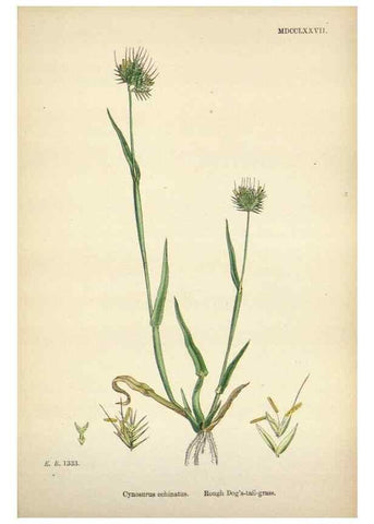 Reproducción/Reproduction 48750426626: English botany, or, Coloured figures of British plants /. London :R. Hardwicke,1863-1886.. 