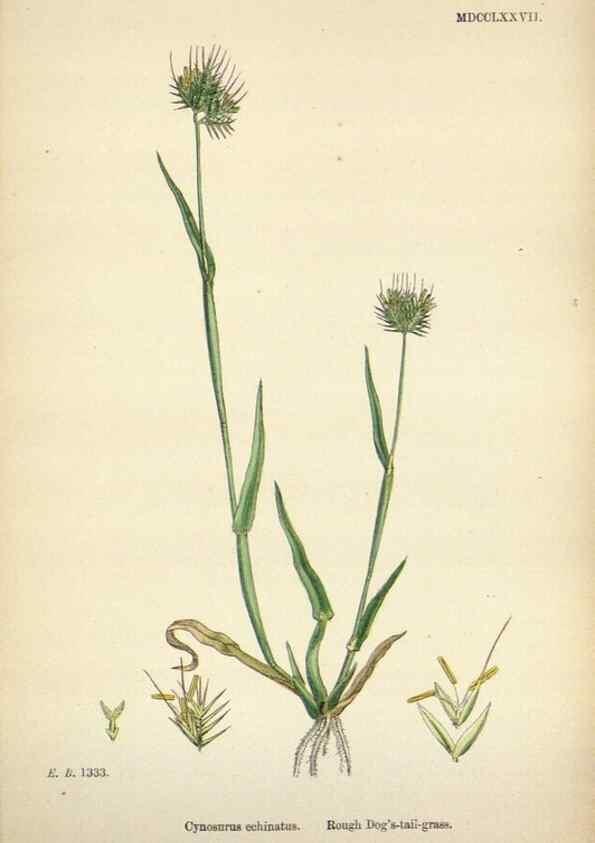 Reproducción/Reproduction 48750426626: English botany, or, Coloured figures of British plants /. London :R. Hardwicke,1863-1886.. 
