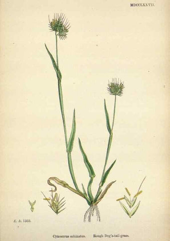 Reproducción/Reproduction 48750426626: English botany, or, Coloured figures of British plants /. London :R. Hardwicke,1863-1886.. 