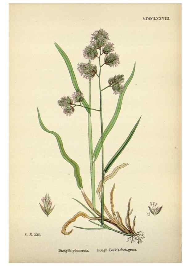 Reproducción/Reproduction 48750099033: English botany, or, Coloured figures of British plants /. London :R. Hardwicke,1863-1886.. 
