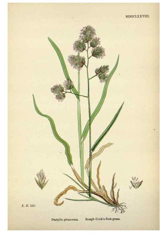 Reproducción/Reproduction 48750099033: English botany, or, Coloured figures of British plants /. London :R. Hardwicke,1863-1886.. 