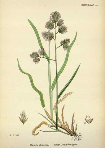 Reproducción/Reproduction 48750099033: English botany, or, Coloured figures of British plants /. London :R. Hardwicke,1863-1886.. 
