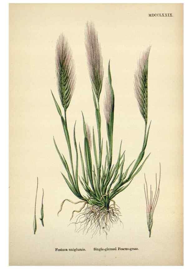 Reproducción/Reproduction 48750427306: English botany, or, Coloured figures of British plants /. London :R. Hardwicke,1863-1886.. 