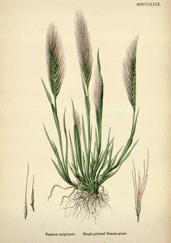 Reproducción/Reproduction 48750427306: English botany, or, Coloured figures of British plants /. London :R. Hardwicke,1863-1886.. 