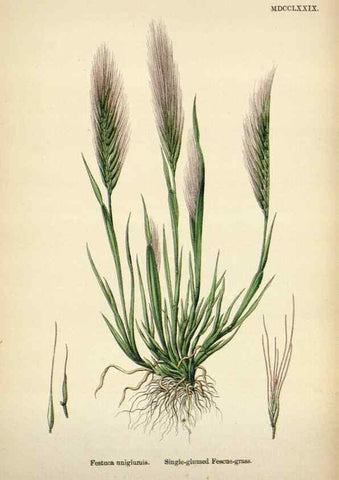 Reproducción/Reproduction 48750427306: English botany, or, Coloured figures of British plants /. London :R. Hardwicke,1863-1886.. 