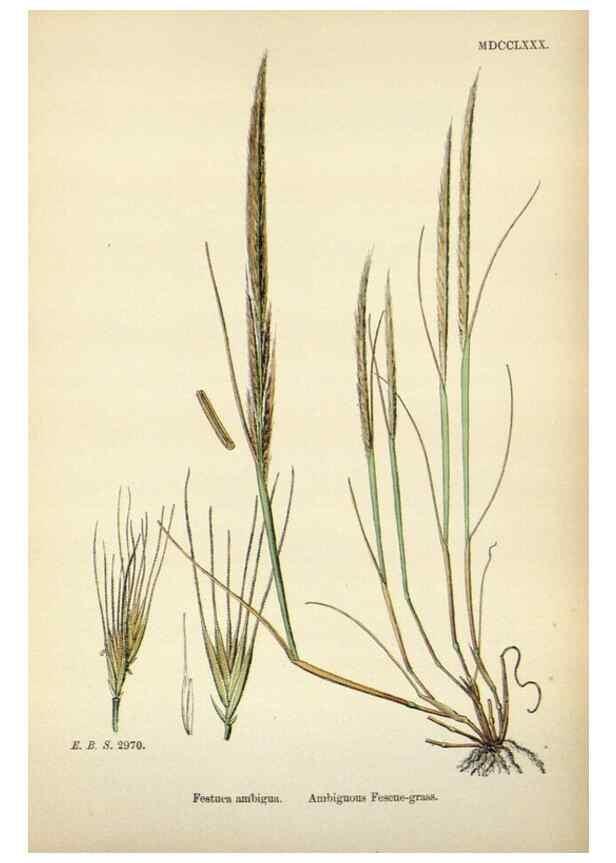 Reproducción/Reproduction 48750615757: English botany, or, Coloured figures of British plants /. London :R. Hardwicke,1863-1886.. 