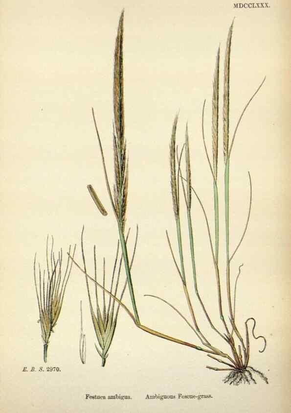 Reproducción/Reproduction 48750615757: English botany, or, Coloured figures of British plants /. London :R. Hardwicke,1863-1886.. 