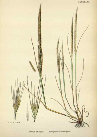 Reproducción/Reproduction 48750615757: English botany, or, Coloured figures of British plants /. London :R. Hardwicke,1863-1886.. 